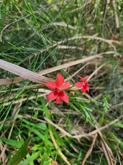 Freesia laxa
