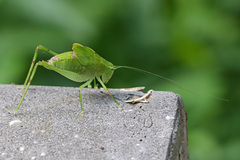 Microcentrum retinerve