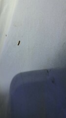 Tinea apicimaculella