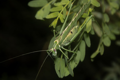Insara elegans