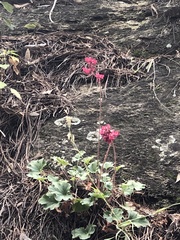 Heuchera sanguinea