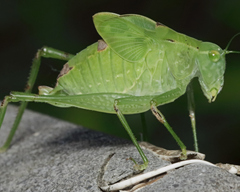 Microcentrum retinerve