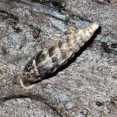 Alinda biplicata