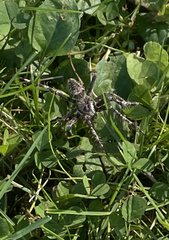 Araneus saevus
