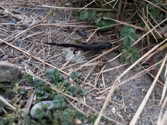 Triturus carnifex