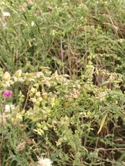 Atriplex oblongifolia