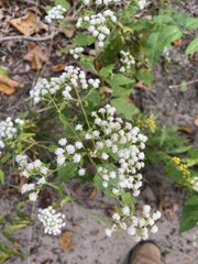 Eupatorium perfoliatum