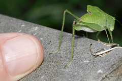 Microcentrum retinerve