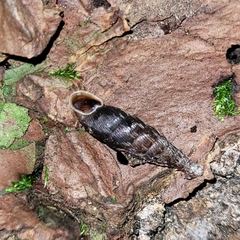 Alinda biplicata