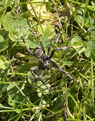 Araneus saevus