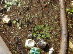 Trapa natans bispinosa