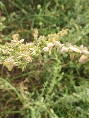 Atriplex oblongifolia