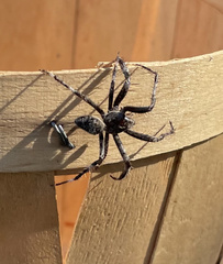 Araneus saevus