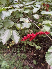 Viburnum dilatatum