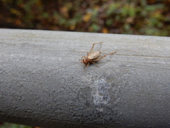 Anaxipha exigua