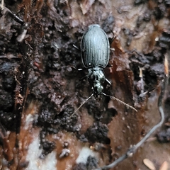 Limodromus assimilis