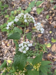 Eupatorium perfoliatum