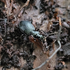 Limodromus assimilis