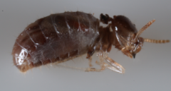 Nasutitermes corniger