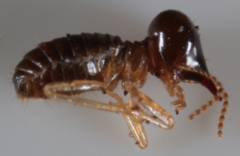 Nasutitermes corniger