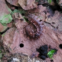 Polydesmus complanatus