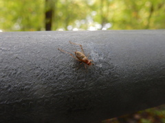 Anaxipha exigua