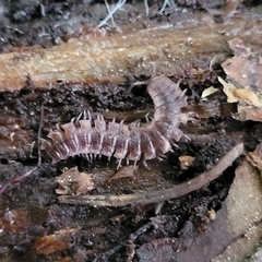Polydesmus complanatus