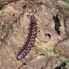 Polydesmus complanatus