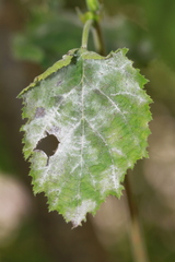 Erysiphe corylacearum