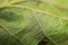 Erysiphe corylacearum