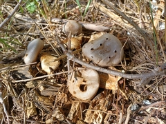 Myriostoma coliforme