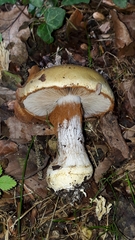 Cortinarius anserinus
