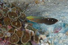 Koumansetta rainfordi