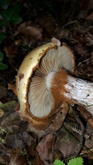Cortinarius anserinus
