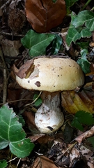 Cortinarius anserinus