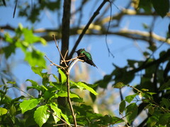 Thalurania glaucopis