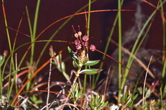 Kalmia microphylla occidentalis
