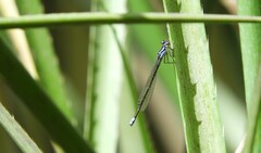Cyanallagma bonariense