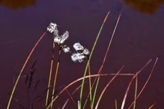 Eriophorum angustifolium