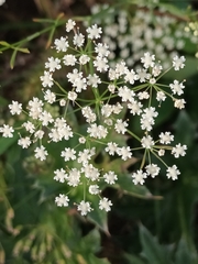 Pimpinella major