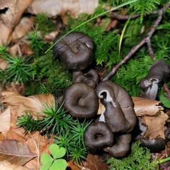 Craterellus cinereus
