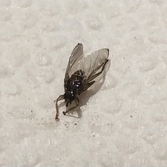 Pseudolynchia canariensis