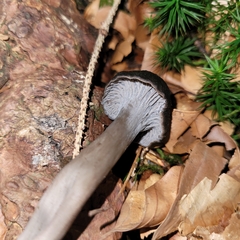 Craterellus cinereus