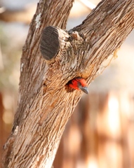 Lybius torquatus torquatus