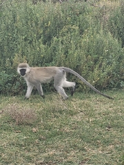 Chlorocebus pygerythrus hilgerti