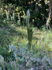 Andropogon glomeratus