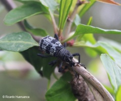 Aegorhinus superciliosus