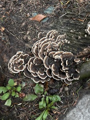 Thelephora terrestris