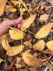 Uvularia grandiflora
