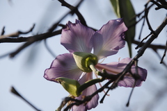 Bauhinia
